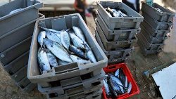 Рыба в Болгарии чище, чем в Средиземном море